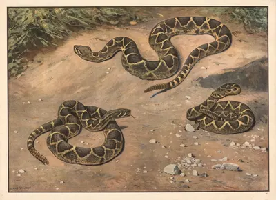 Rattlesnake by Hans Schmidt, 1910 — digital art print download