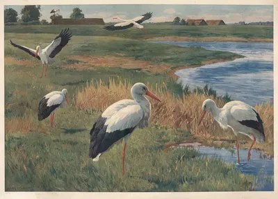 Stork by Hans Schmidt, 1912 — digital art print download