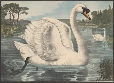 Swan by Hans Schmidt, 1884 — digital art print download