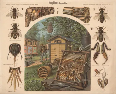 Honeybee by Albert Kull — digital art print download