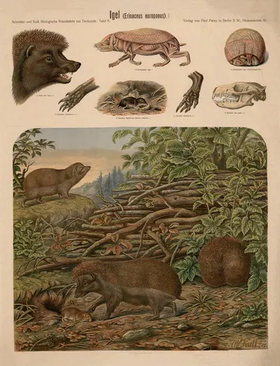 European hedgehog by Albert Kull — digital art print download