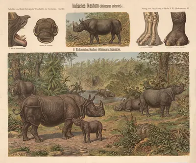 Indian rhinoceros by Albert Kull — digital art print download