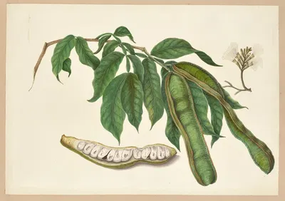 Prosopis dulcis (Pacay) by Dorothea Eliza Smith, 1850-1853 — digital art print download
