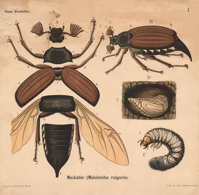 Maikäfer (Melolontha vulgaris) by Julius Klinkhardt, 1911 — digital art print download