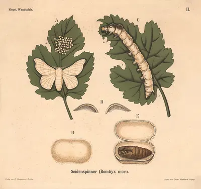 Seidenspinner (Bombyx mori) by Julius Klinkhardt, 1911 — digital art print download
