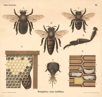 Honigbiene, (Apis mellifica) by Julius Klinkhardt, 1911 — digital art print download