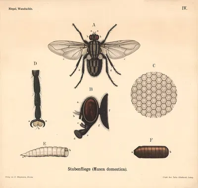 Stubenfliege (Musca domestica) by Julius Klinkhardt, 1911 — digital art print download
