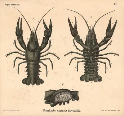 Flusskrebs, (Astacus fluviatilis) by Julius Klinkhardt, 1911 — digital art print download