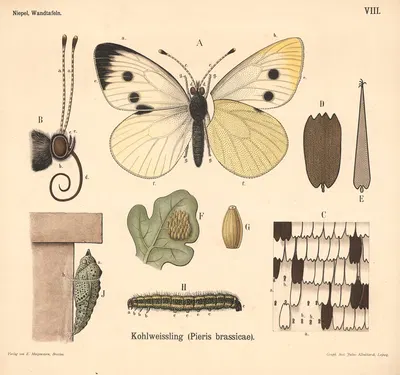 Kohlweissling (Pieris brassicae) by Julius Klinkhardt, 1911 — digital art print download