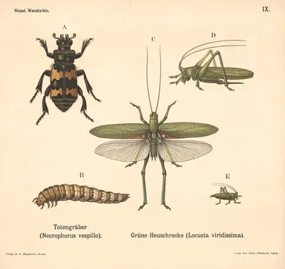 Totengräber (Necrophorus vespillo). Grüne Heuschrecke (Lo-custa viridissima) by Julius Klinkhardt, 1911 — digital art print…