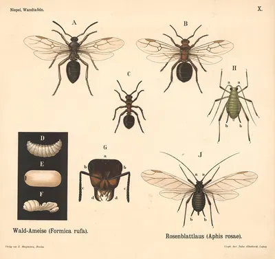 Wald-Ameise (Formica rufa). Rosenblattlaus (Aphis rosae) by Julius Klinkhardt, 1911 — digital art print download