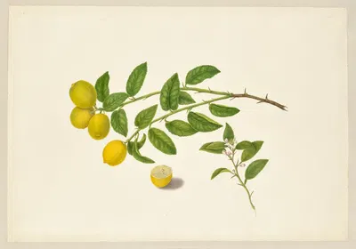 Citrus Limomium by Dorothea Eliza Smith, 1850-1853 — digital art print download