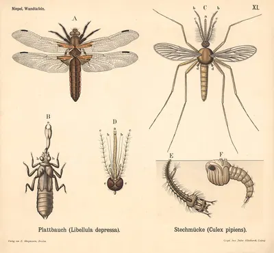 Plattbauch (Libellula depressa). Stechmücke (Culex pipiens) by Julius Klinkhardt, 1911 — digital art print download