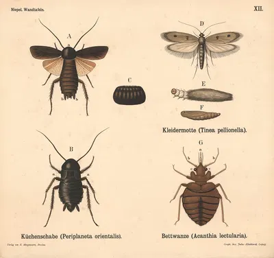 Küchenschabe (Periplaneta orientalis). Kleidermotte (Tinea pellionella). Bettwanze (Acanthia lectularia) by Julius…