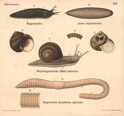 Wegschnecke (Arion empi-ricorum). Weinbergschnecke (Helix pomatia). Regenwurm (Lumbricus agricola) by Julius Klinkhardt,…