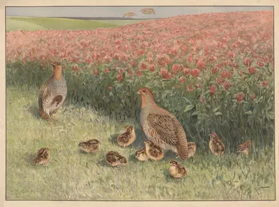 Agerhøne by Karl Wagner, 1910 — digital art print download
