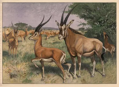 Antilope by Karl Wagner, 1909 — digital art print download