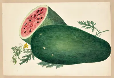 Cucurbita citrullus (Sandilla) by Dorothea Eliza Smith, 1850-1853 — digital art print download