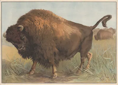 Bøffel (amerikansk) by Karl Wagner, 1910 — digital art print download