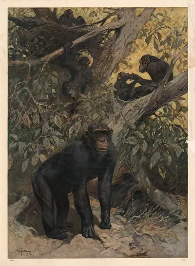 Chimpanse by Karl Wagner, 1913 — digital art print download