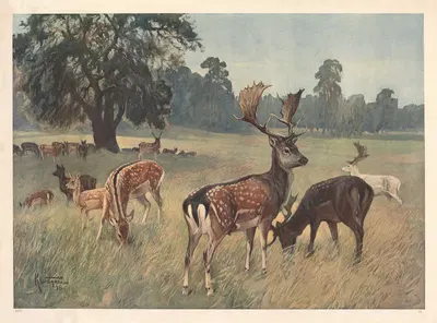 Dåhjort by Karl Wagner, 1910 — digital art print download