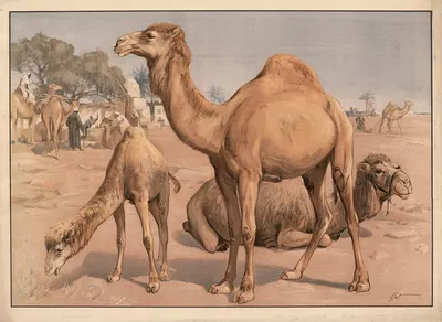 Dromedar by Karl Wagner, 1895 — digital art print download