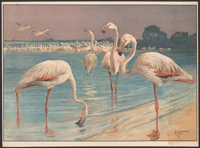 Flamingo by Karl Wagner, 1911 — digital art print download
