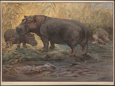 Flodhest by Karl Wagner, 1909 — digital art print download