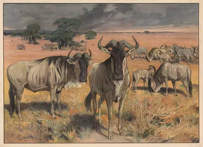 Gnu by Karl Wagner, 1909 — digital art print download