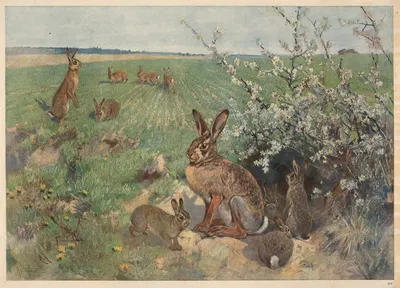 Hare om sommeren by Karl Wagner, 1913 — digital art print download