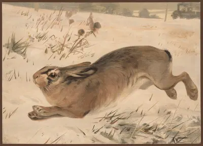 Hare om vinteren by Карл Вагнер, 1913 — digital art print download