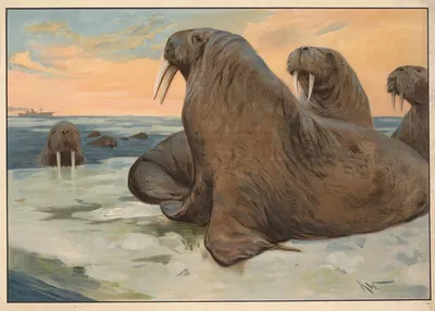 Hvalros by Karl Wagner, 1910 — digital art print download