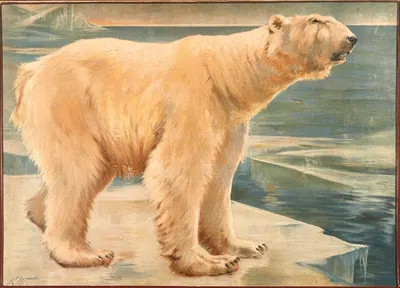 Isbjørn by Karl Wagner, 1906 — digital art print download