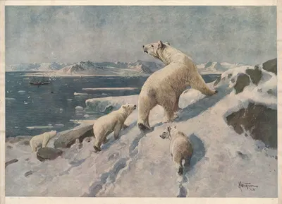Isbjørn by Karl Wagner, 1910 — digital art print download