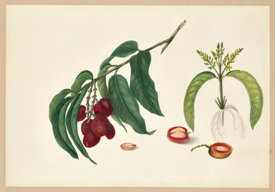 Malpighia nitida by Dorothea Eliza Smith, 1850-1853 — digital art print download