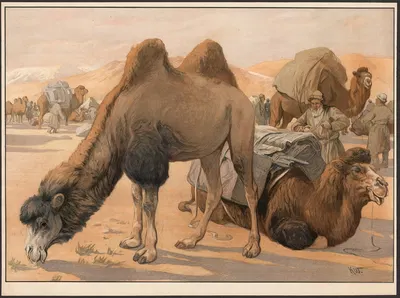 Kamel by Karl Wagner, 1910 — digital art print download