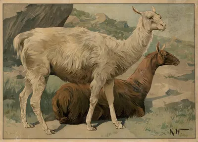 Lama by Karl Wagner, 1895 — digital art print download