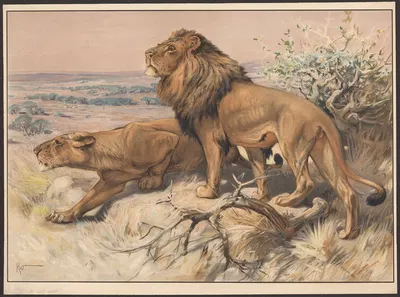 Løve og løvinde by Karl Wagner — digital art print download
