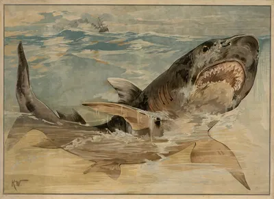 Menneskehaj by Karl Wagner, 1895 — digital art print download