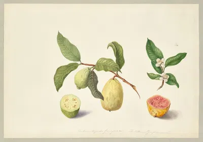 Psidium guajava (Guava) by Dorothea Eliza Smith, 1850-1853 — digital art print download
