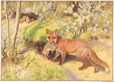 Ræv by Karl Wagner, 1906 — digital art print download