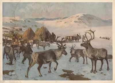 Rensdyr by Karl Wagner, 1910 — digital art print download