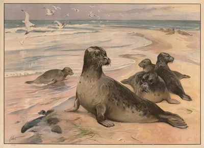 Sælhund by Karl Wagner, 1910 — digital art print download