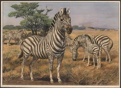 Zebra by Karl Wagner, 1910 — digital art print download