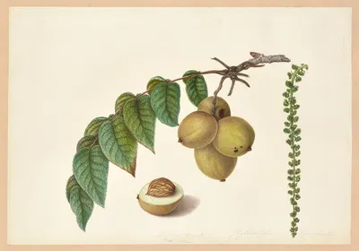 Juglans nigra (Nogal) by Dorothea Eliza Smith, 1850-1853 — digital art print download