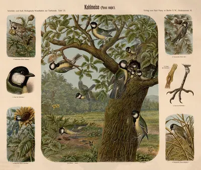 Great Tit by Albert Kull — digital art print download