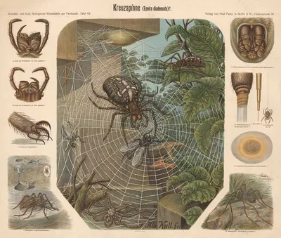 Garden spider by Albert Kull — digital art print download