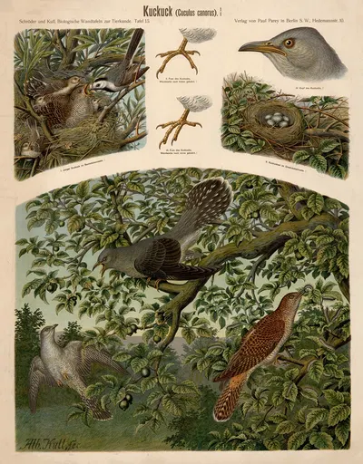 Cuckoo by Albert Kull — digital art print download