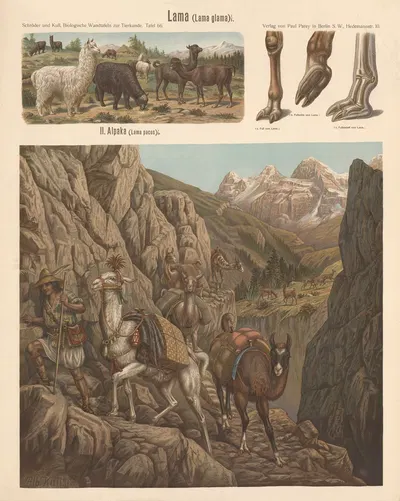 Llama by Albert Kull — digital art print download