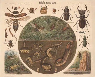 Maybeetle by Albert Kull — digital art print download